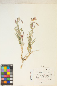 Oenothera pallida image