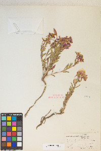 Oenothera pallida var. pallida image