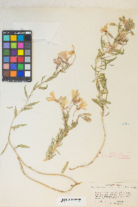 Oenothera pallida var. pallida image