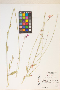 Oenothera lindheimeri image