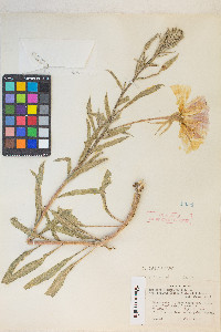 Oenothera longissima image