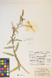 Oenothera longissima image