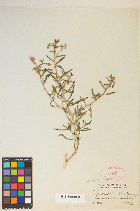 Oenothera pallida image