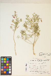 Oenothera pallida image