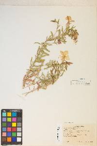 Oenothera pallida var. pallida image