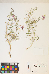 Oenothera pallida image