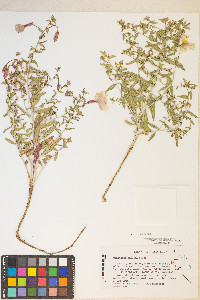 Oenothera pallida var. pallida image