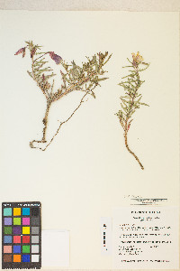 Oenothera pallida image