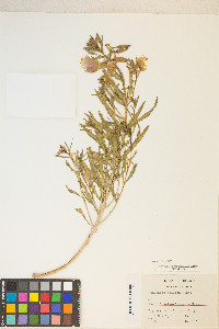 Oenothera pallida var. pallida image