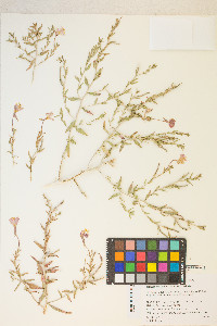 Oenothera pallida image