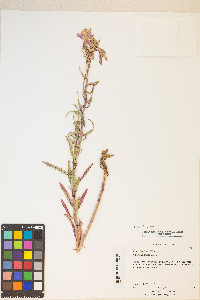 Oenothera pallida var. pallida image