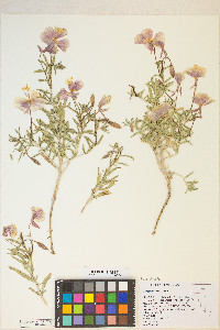 Oenothera pallida var. pallida image