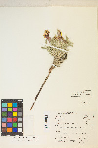 Oenothera howardii image