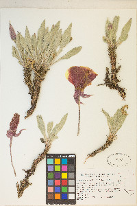 Oenothera howardii image