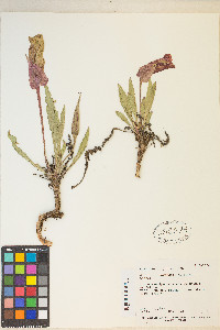 Oenothera howardii image