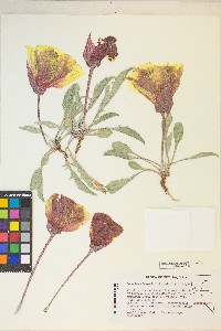 Oenothera howardii image