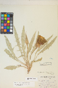 Oenothera howardii image