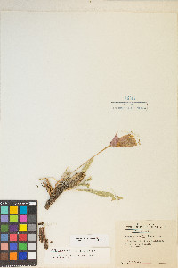 Oenothera howardii image