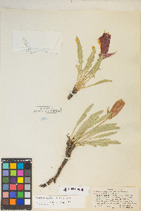 Oenothera howardii image