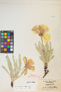 Oenothera howardii image