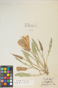 Oenothera howardii image