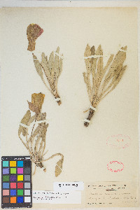 Oenothera howardii image