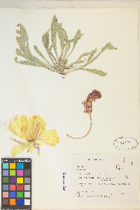 Oenothera howardii image