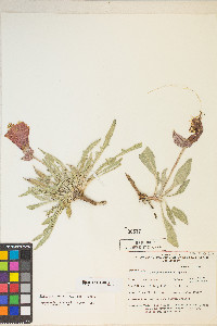 Oenothera howardii image