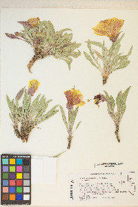 Oenothera howardii image