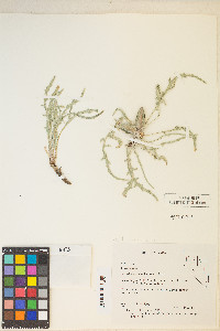 Oenothera howardii image