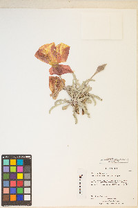 Oenothera howardii image