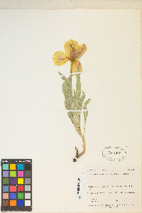 Oenothera howardii image