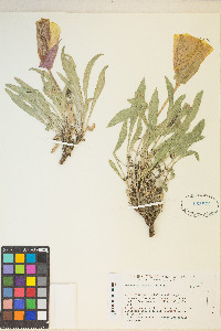 Oenothera howardii image