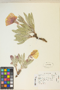 Oenothera howardii image