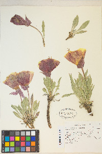 Oenothera howardii image