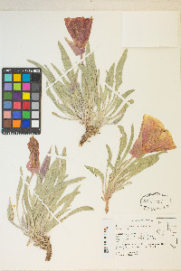 Oenothera howardii image