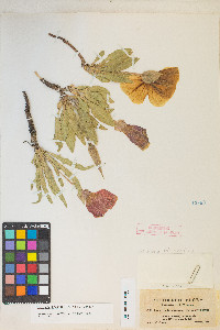 Oenothera howardii image