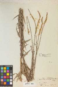 Oenothera glaucifolia image