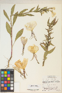 Oenothera glazioviana image