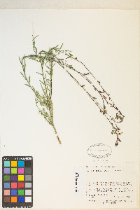 Oenothera podocarpa image