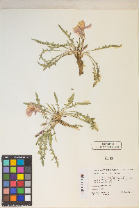 Oenothera flava image