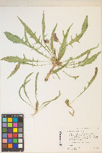 Oenothera flava image