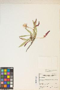 Oenothera flava image