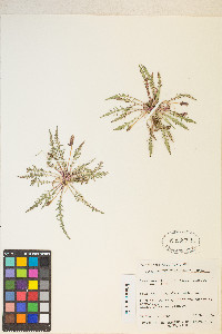 Oenothera flava image