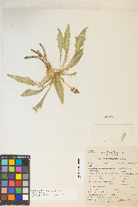 Oenothera flava image