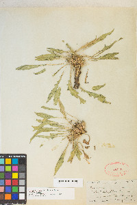 Oenothera flava image