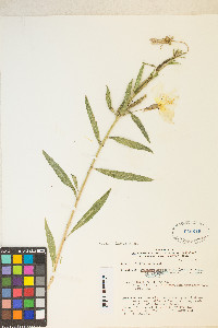 Oenothera elata subsp. hirsutissima image