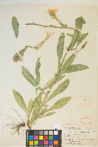 Oenothera elata subsp. hirsutissima image