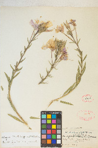 Oenothera elata image