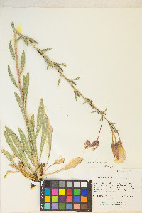 Oenothera elata image